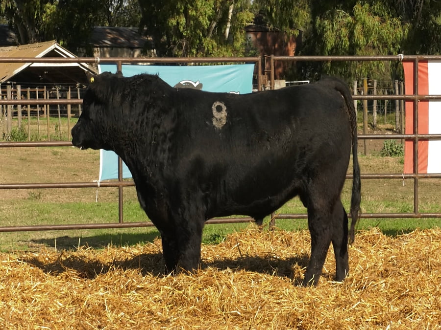 Lote TOROS ANGUS NEGROS PC
