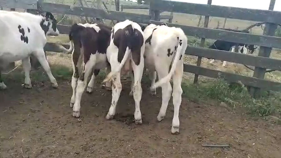 Lote 5 Terneros Holando