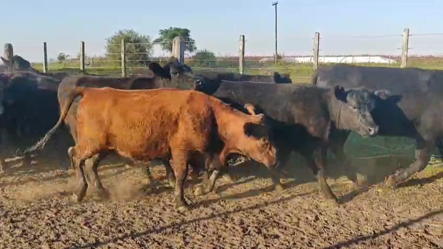 Lote 50 Vaquillonas C/ gtia de preñez