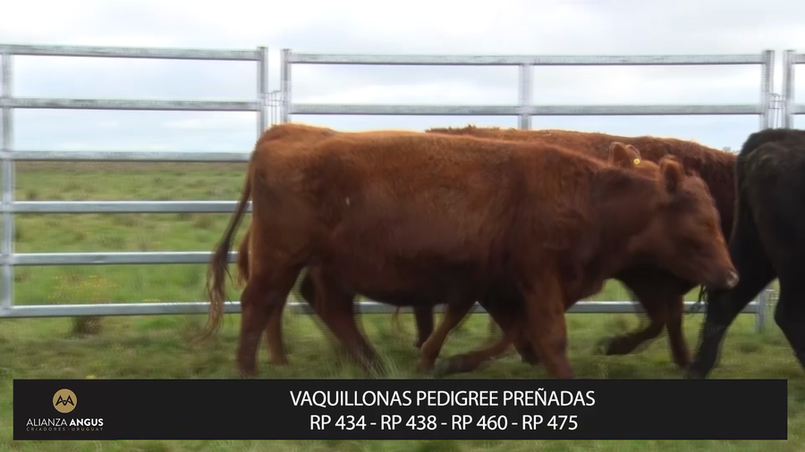 Lote VAQUILLONAS PEDIGREE PREÑADAS