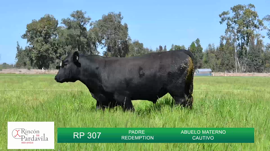 Lote TOROS RINCON DE PARDAVILLA