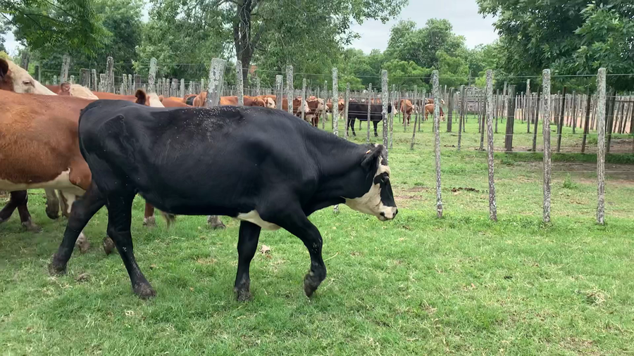 Lote 7 Novillos 2 a 3 años