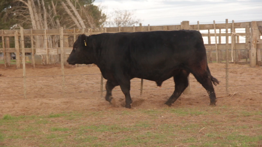 Lote TOROS PUROS DE PEDIGREE
