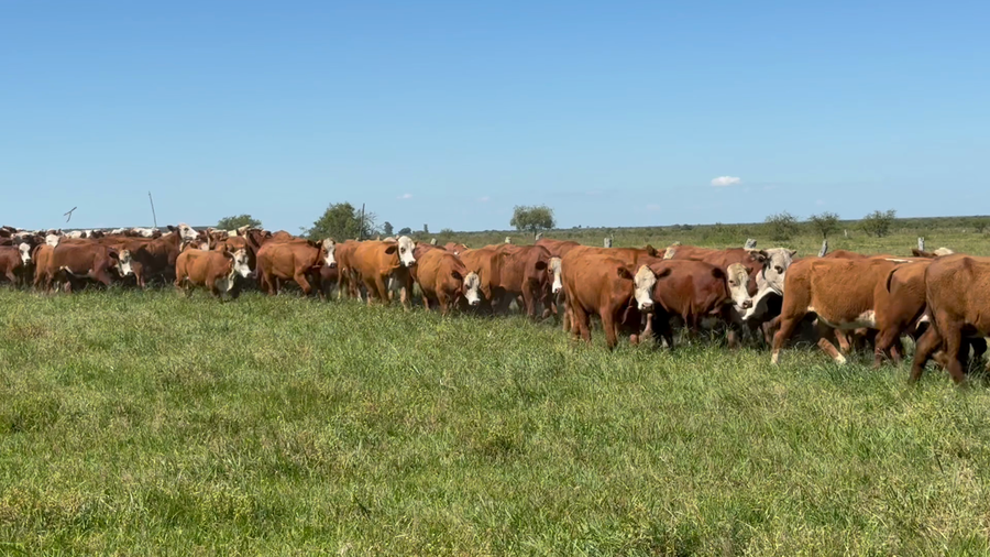 Lote 142 Novillitos