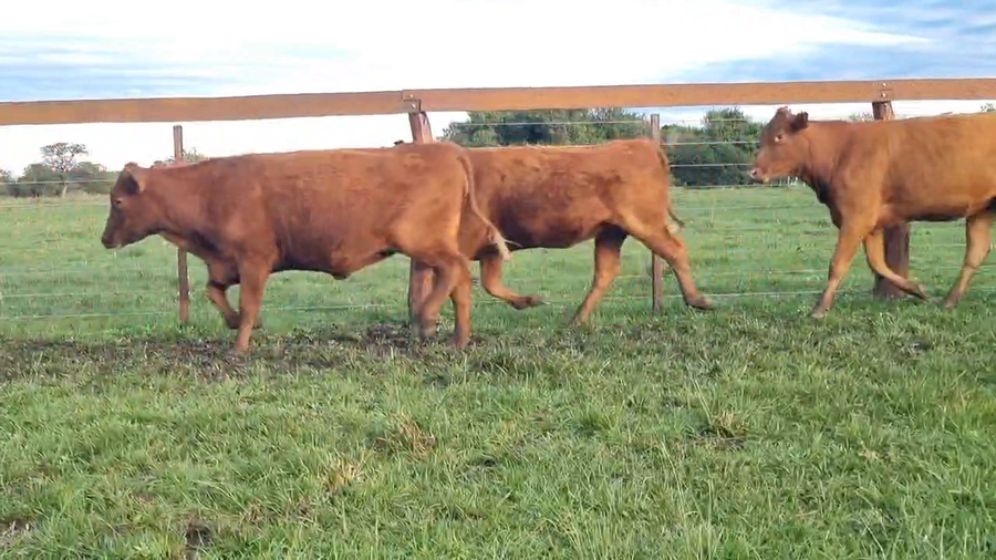 Lote 48 Vaquillonas C/ gtia de preñez