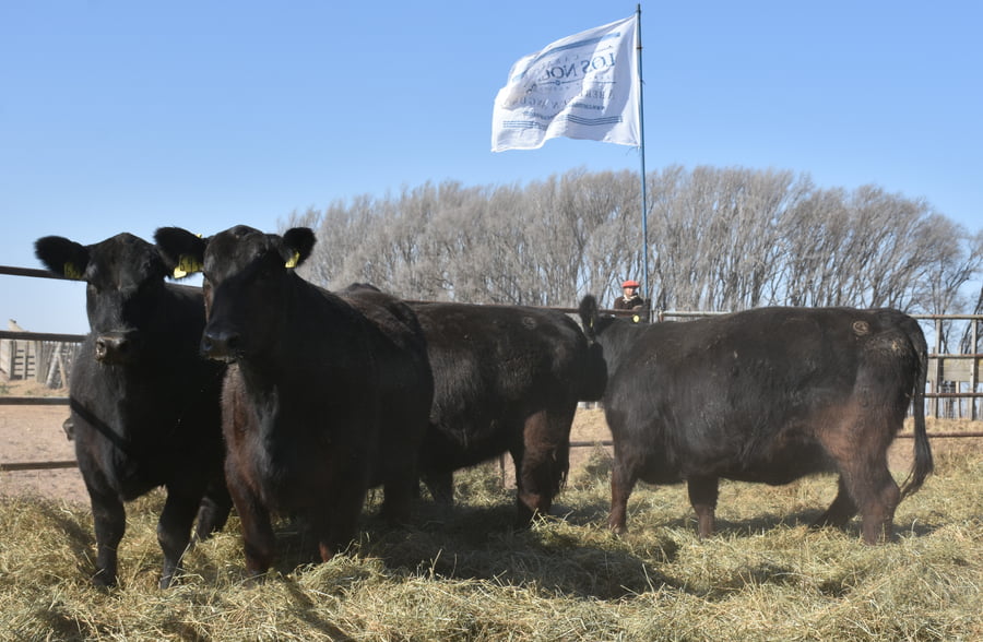 Lote VAQUILLONAS PC CON GARANTÍA DE PREÑEZ (Corral 3)