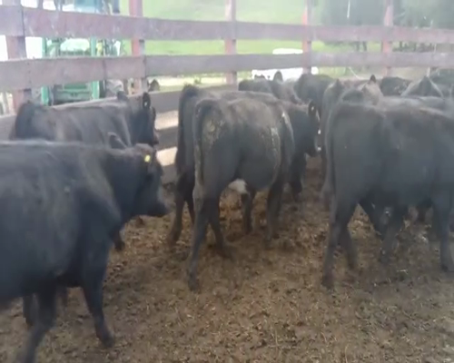 Lote 39 Ternero en XIV Región Los Rios, Futrono