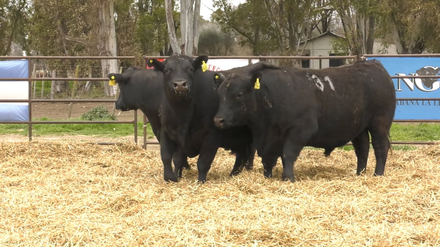 Lote TOROS ANGUS NEGROS PC
