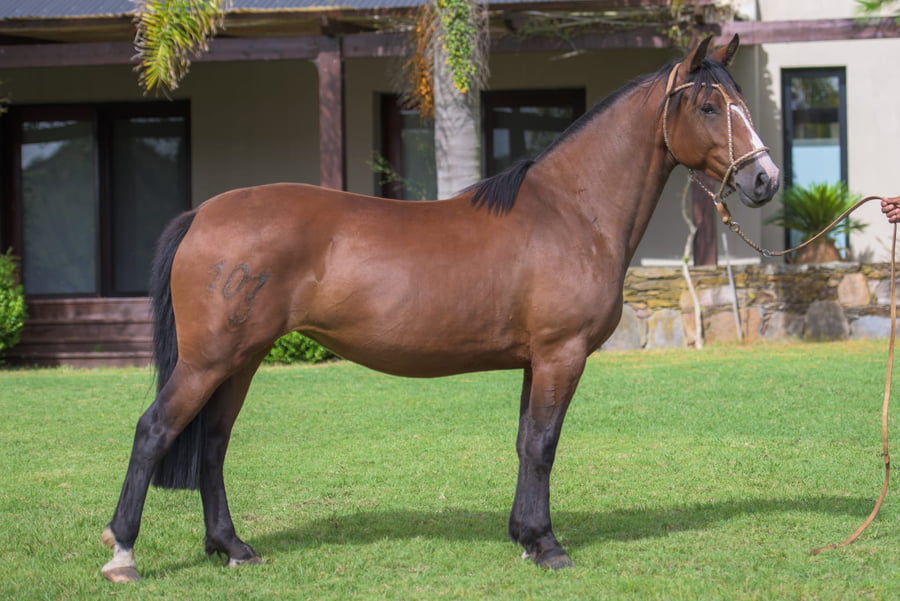 Lote Complicada del Mavial