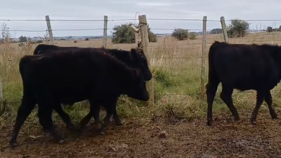 Lote (Vendido)19 Terneros y Terneras AA/ HE a remate en #45 Pantalla Carmelo  245kg -  en Manantiales