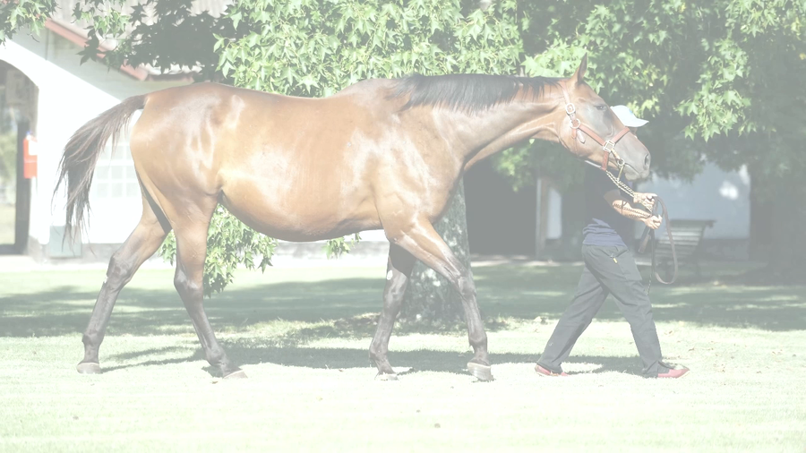 Lote TAKE A RISK (EQUAL STRIPES -  TAKE ME NOW)  preñez de GIDU