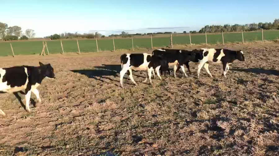 Lote 6 Terneros holando