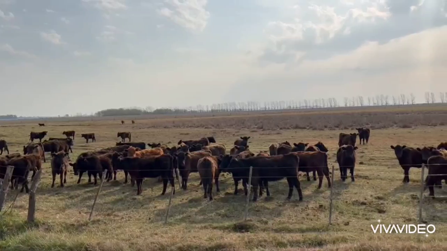 Lote 128 Terneras en Navarro, Buenos Aires
