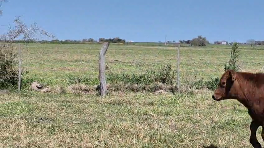 Lote 100 Terneros en Entre Ríos, Gualeguaychú