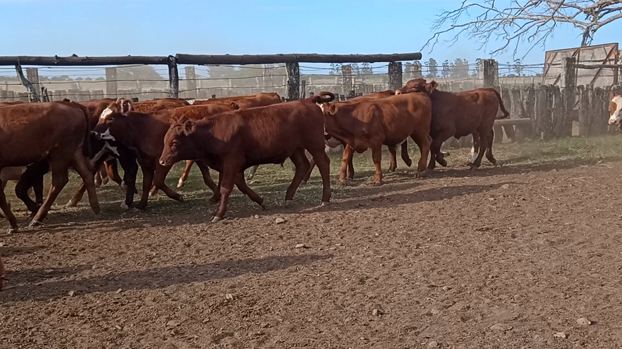Lote 57 Terneros/as