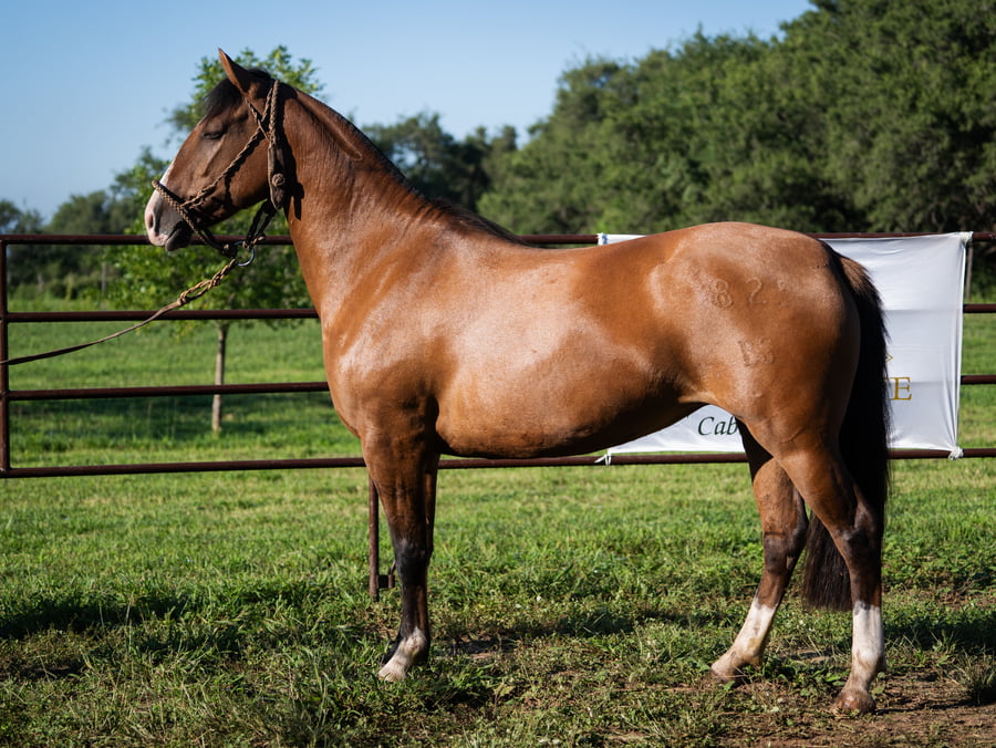 Lote SIRIGOTE PIRQUERA