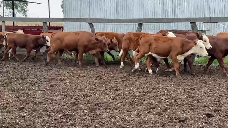 Lote 110 Terneros en Corrientes, Bonpland