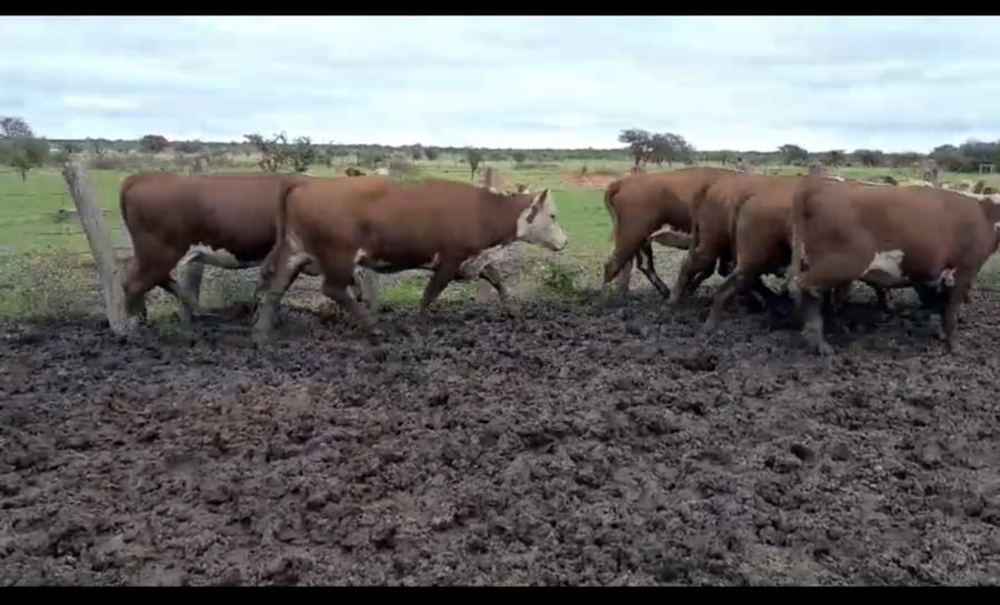 Lote 21 Vacas C/ gtia de preñez en Entre Ríos, Los Conquistadores