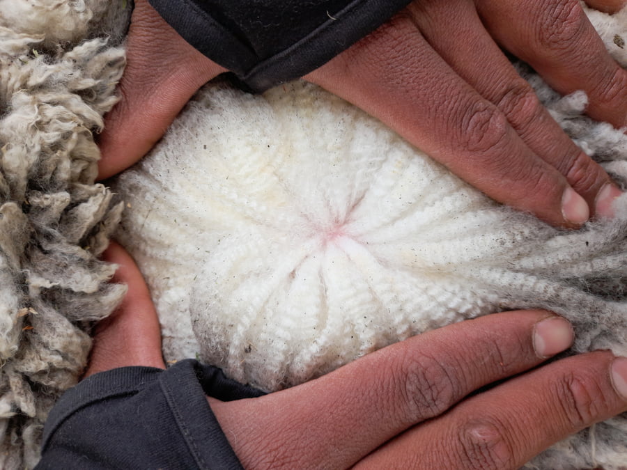 Lote Carnero TOP A, 18-0089