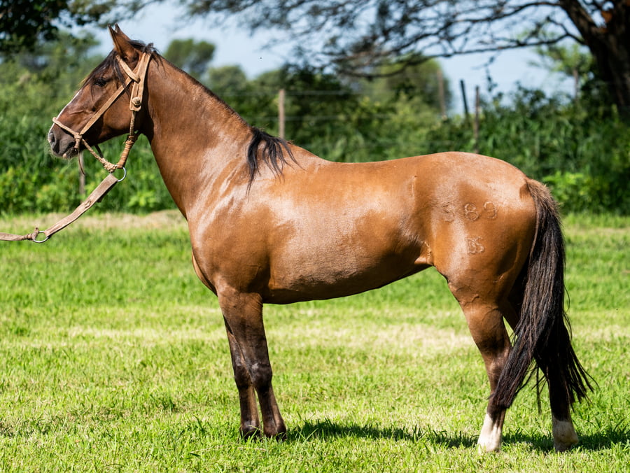 Lote SIRIGOTE FIESTA PATRIA
