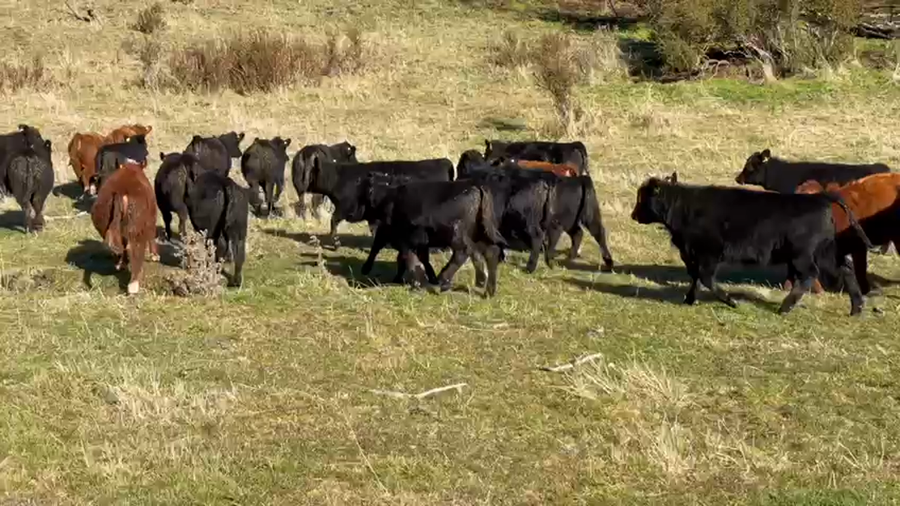 Lote 27 Ternera en Coyhaique, XI Región Aysén