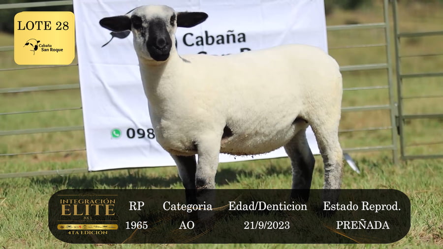 Lote LOTE 28