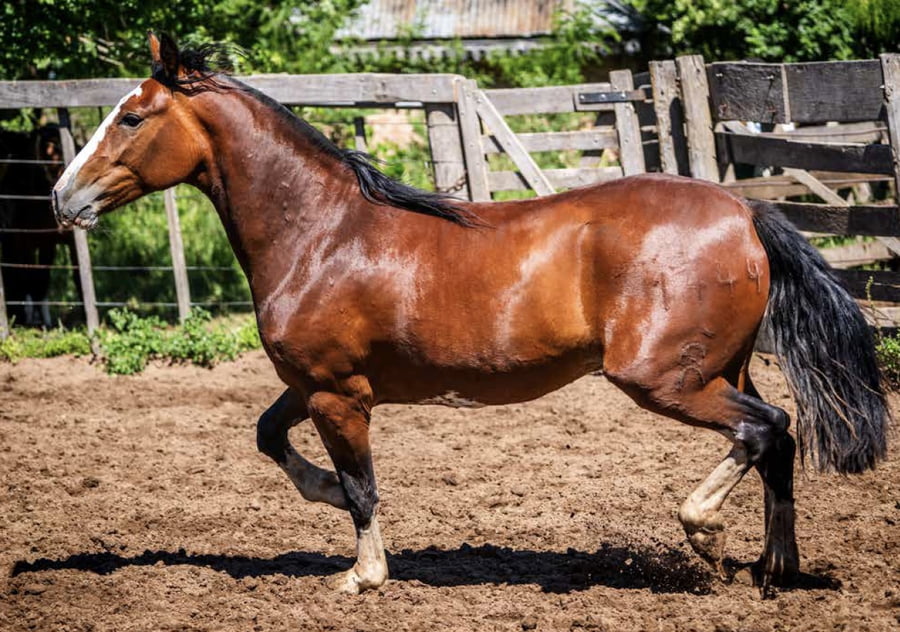 Lote TAÑIDO POLILLA
