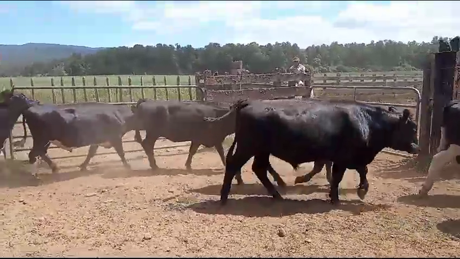 Lote 20 Novillo Gordo en Mariquina, XIV Región Los Ríos