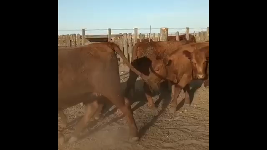 Lote 35 Novillitos y vaquillonas en Benito Juárez, Buenos Aires