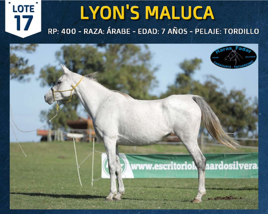Lote LYON´S MALUCA