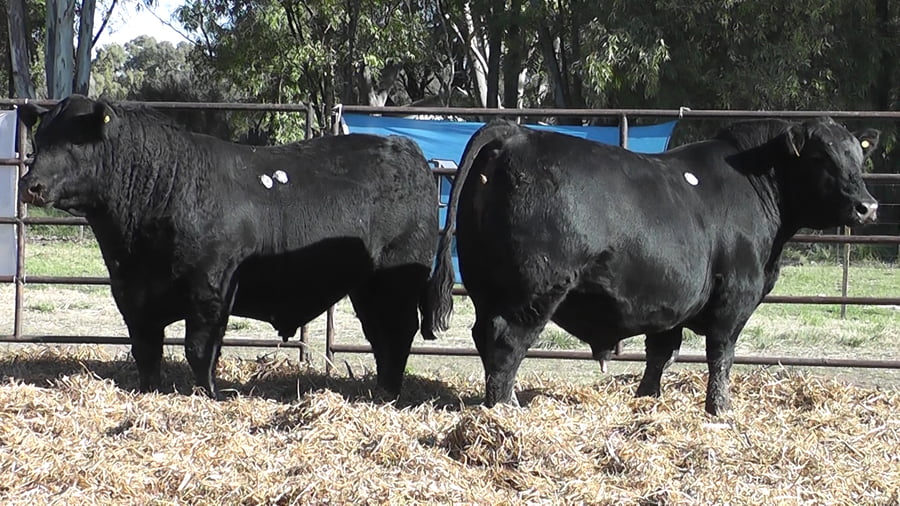 Lote TOROS ANGUS PURO DE PEDIGREE