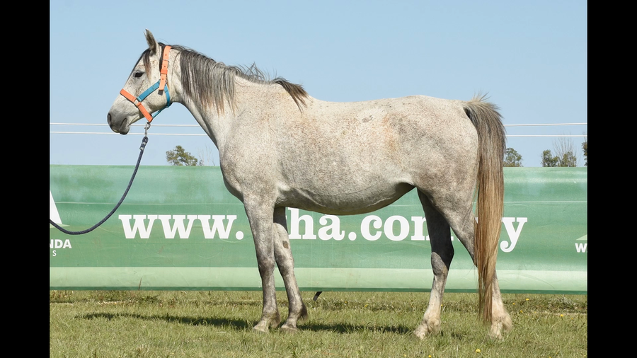 Lote ER LIBELLULE JENT