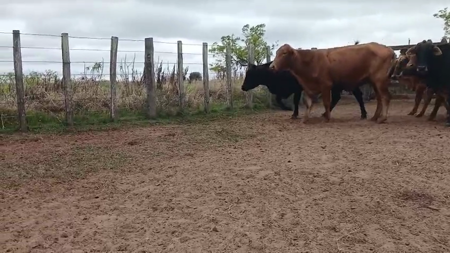 Lote 104 Vacas nuevas C/ cria