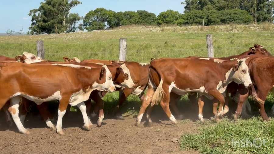 Lote 45 Vaquillonas en Corrientes, Mercedes