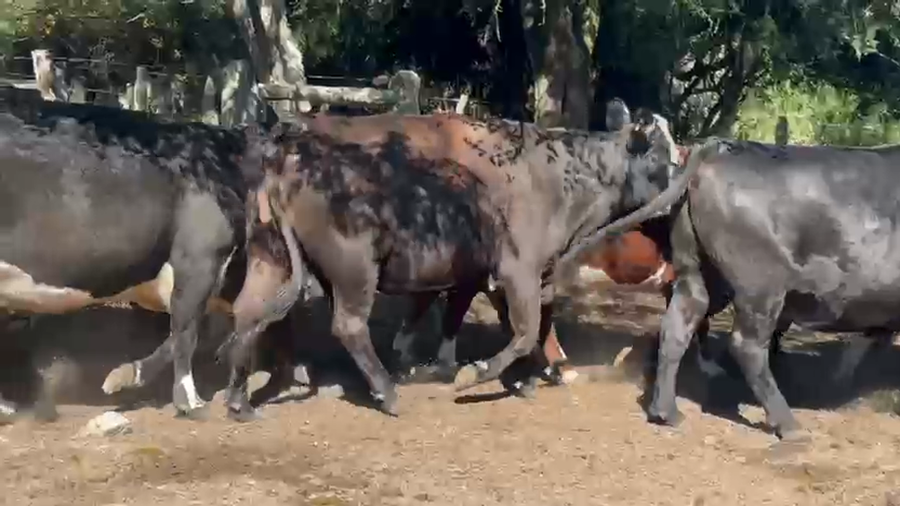 Lote 19 Vacas faena