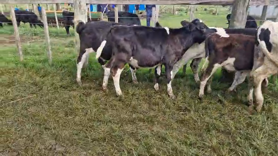 Lote 20 Terneros a remate en Pantalla Camy, San José