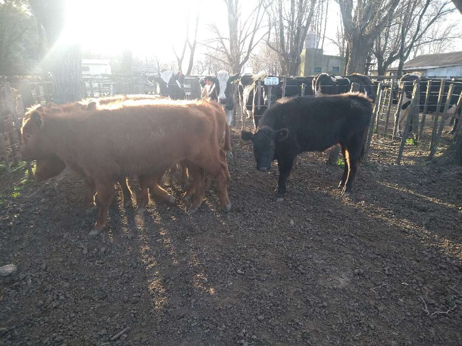 Lote 5 Novillitos en Gral. Lamadrid, Buenos Aires