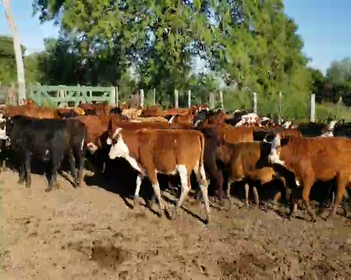 Lote 95 Terneros/as en Riachuelo, Corrientes