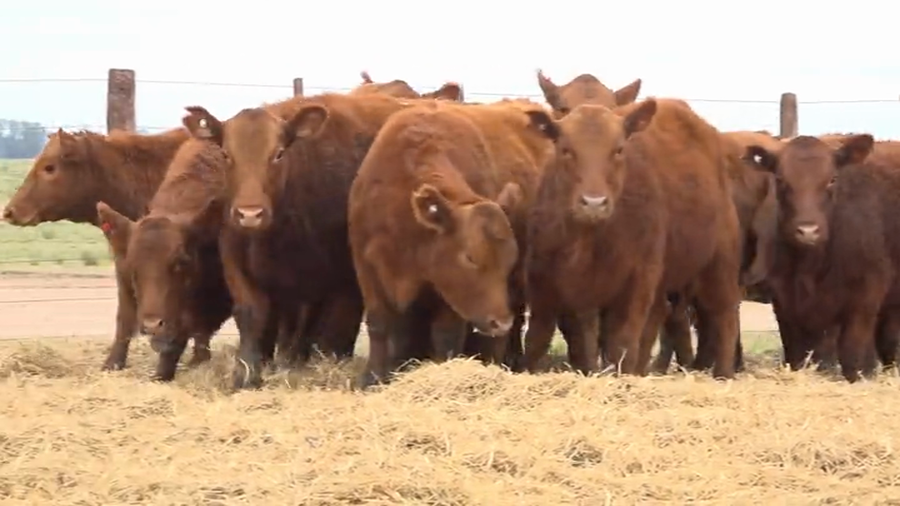 Lote Terneras Tres Molinos