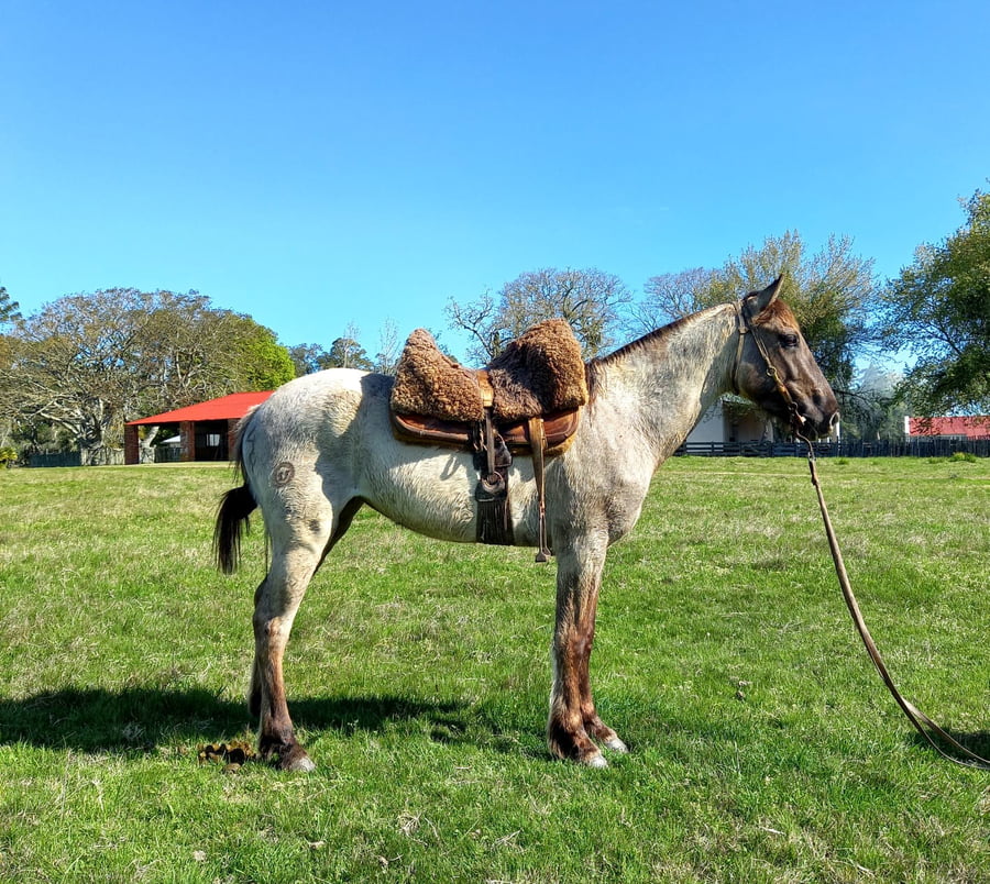 Lote Guitarreada El Cimarrón (RP 48) - Cabaña El Cimarrón