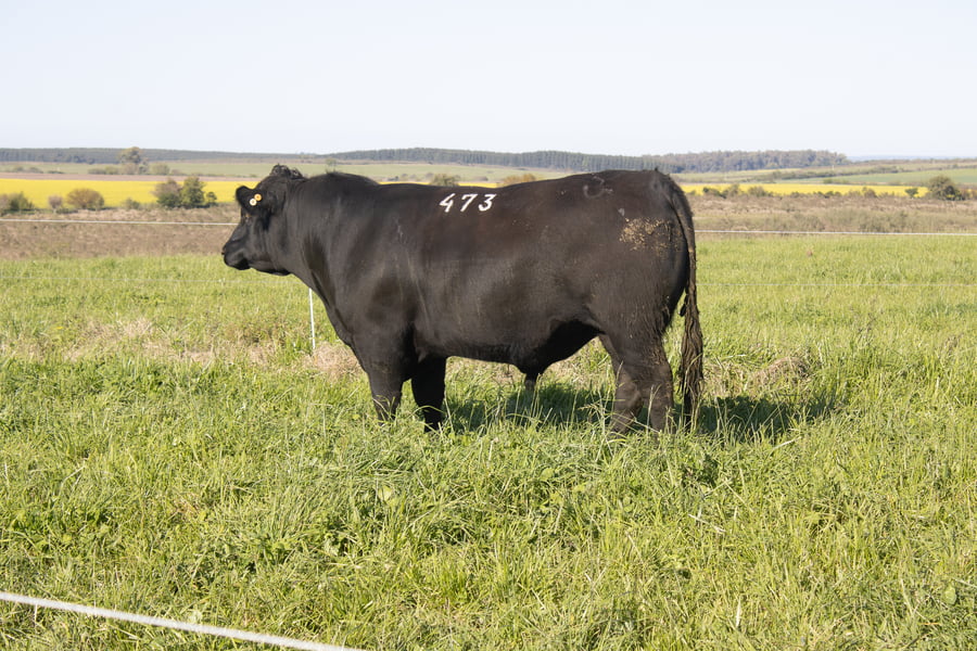 Lote 41
