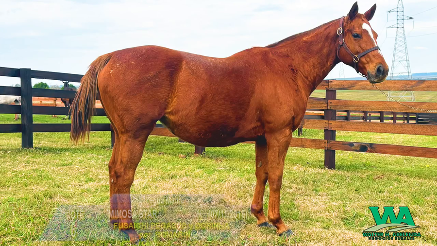 Lote MIMOSA STAR
