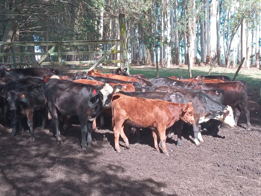 Lote Terneros