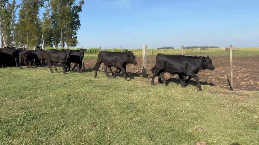Lote 349 Novillos 1 a 2 años en Cuaró, Artigas