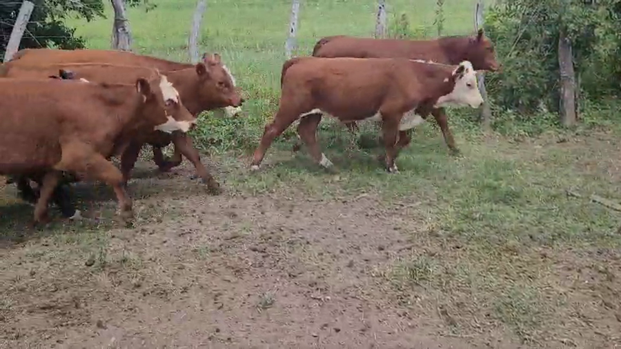 Lote 100 Terneros/as en Villaguay, Entre Ríos