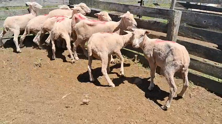 Lote 9 Borregos a remate en Ultima pantalla del año - Escritorio Camy 40kg - , San José