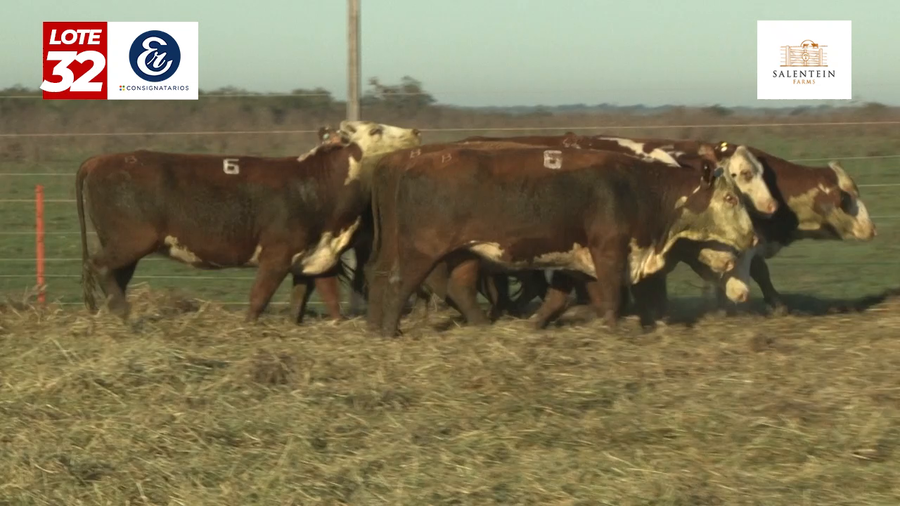 Lote Vaquillas Braford Planteleras Señal ´20-Preñadas IATF (22-12-2022) y Servicio Colectivo (01/01/23 al 05/02/23)