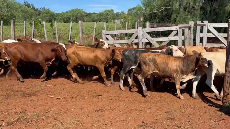 Lote 60 Terneros/as en Col. Liebig, Corrientes