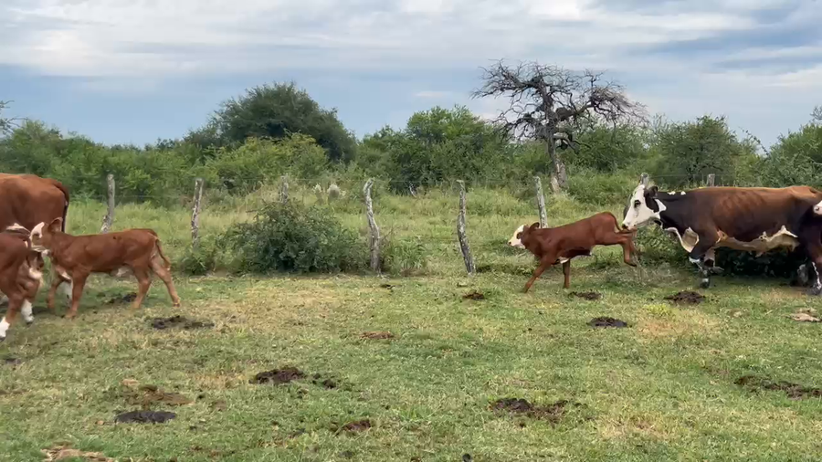 Lote 79 Vacas CUT con cría en Corrientes, Curuzú-Cuatiá