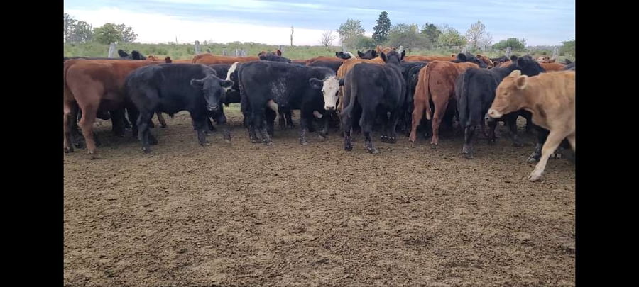 Lote 47 Novillitos en Entre Ríos, Villaguay